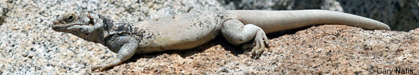 Common Chuckwalla