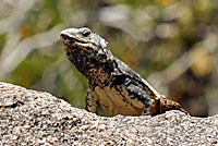 Common Chuckwalla