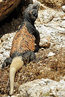 Common Chuckwalla