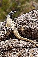 Common Chuckwalla