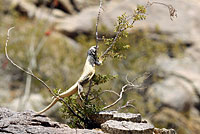 Common Chuckwalla