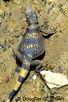 Common Chuckwalla