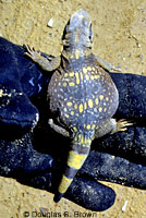 Common Chuckwalla