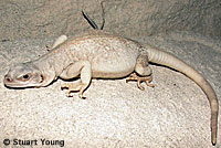 Common Chuckwalla