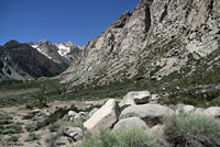 Great Basin Fence Lizard Habitat