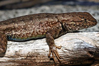 Western Sagebrush Lizard