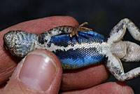 Western Sagebrush Lizard