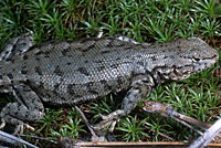 Western Sagebrush Lizard