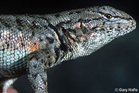 Western Sagebrush Lizard