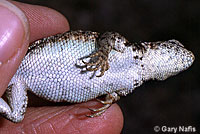 Western Sagebrush Lizard