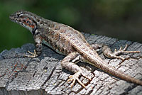 Western Sagebrush Lizard