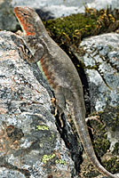 Western Sagebrush Lizard