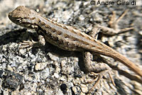 Western Sagebrush Lizard