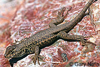 Western Sagebrush Lizard