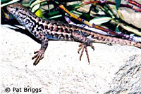 Western Sagebrush Lizard