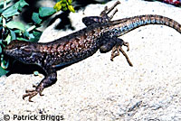 Western Sagebrush Lizard