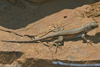 Western Sagebrush Lizard