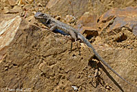 Western Sagebrush Lizard