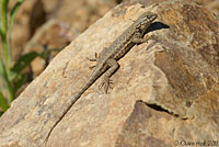 Western Sagebrush Lizard