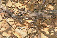 Western Sagebrush Lizard