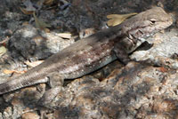 Western Sagebrush Lizard