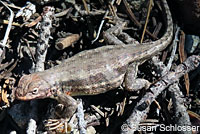 Western Sagebrush Lizard