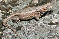 Western Sagebrush Lizard