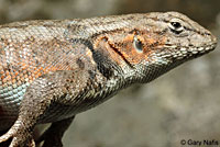 Western Sagebrush Lizard