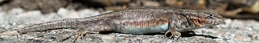 Western Sagebrush Lizard