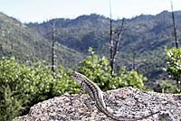 Western Sagebrush Lizard