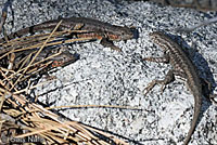 Western Sagebrush Lizards