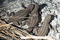 Western Sagebrush Lizards