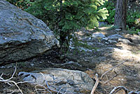 Western Sagebrush Lizards