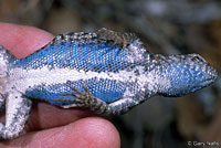 Western Sagebrush Lizard