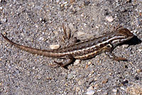 Northern Sagebrush Lizard