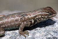 Northern Sagebrush Lizard