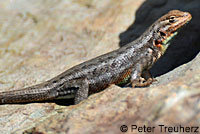 Northern Sagebrush Lizard