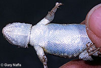 Northern Sagebrush Lizard