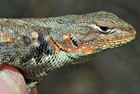 Northern Sagebrush Lizard