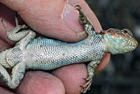 Northern Sagebrush Lizard