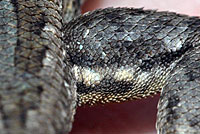 Northern Sagebrush Lizard