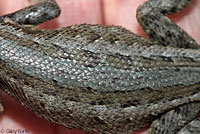 Northern Sagebrush Lizard