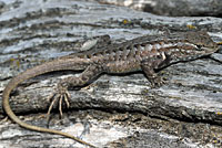 Northern Sagebrush Lizard