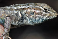 Northern Sagebrush Lizard