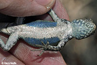 Northern Sagebrush Lizard