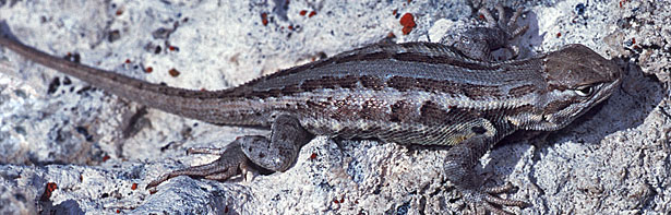 Northern Sagebrush Lizard