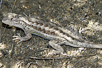 Northern Sagebrush Lizard