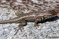 Northern Sagebrush Lizard