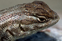 Northern Sagebrush Lizard