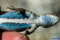 Northern Sagebrush Lizard